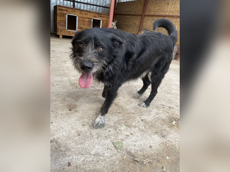 Zorro ist ein Kuschelbär