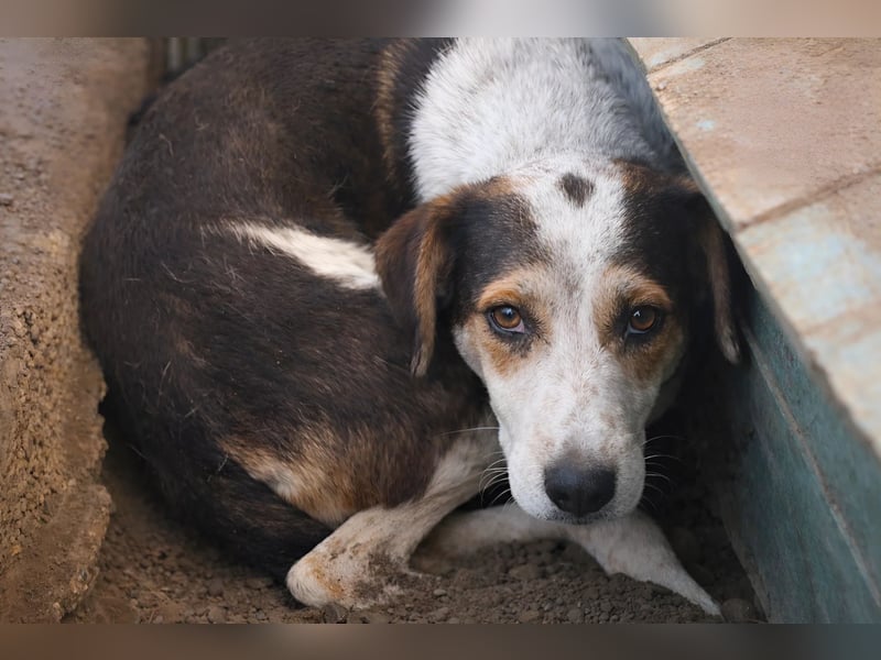 Bindi ist ein Angstnäschen