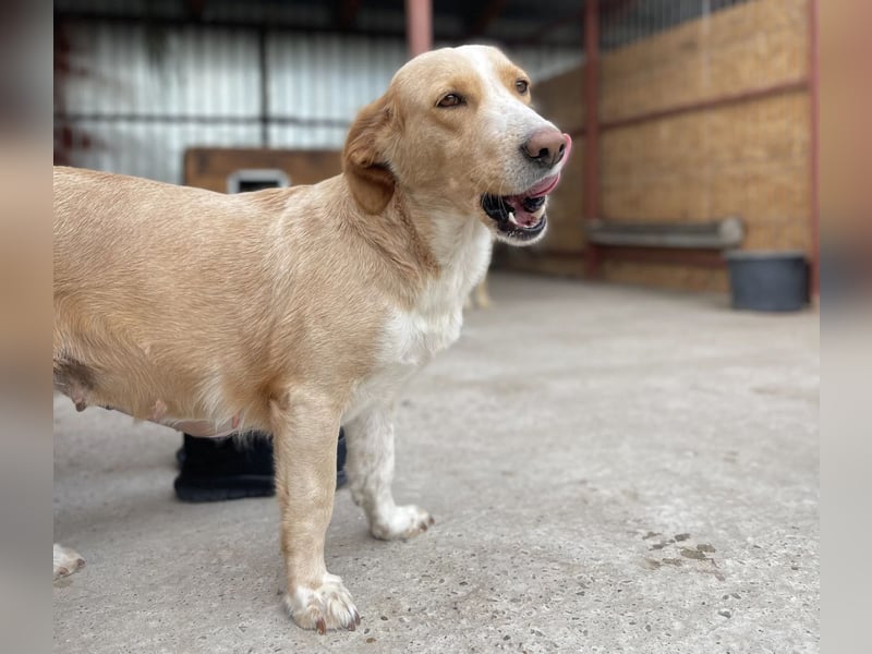 Ampi - ist ein Traum von Hund