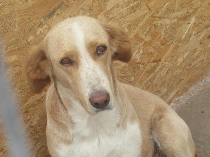 Ampi - ist ein Traum von Hund