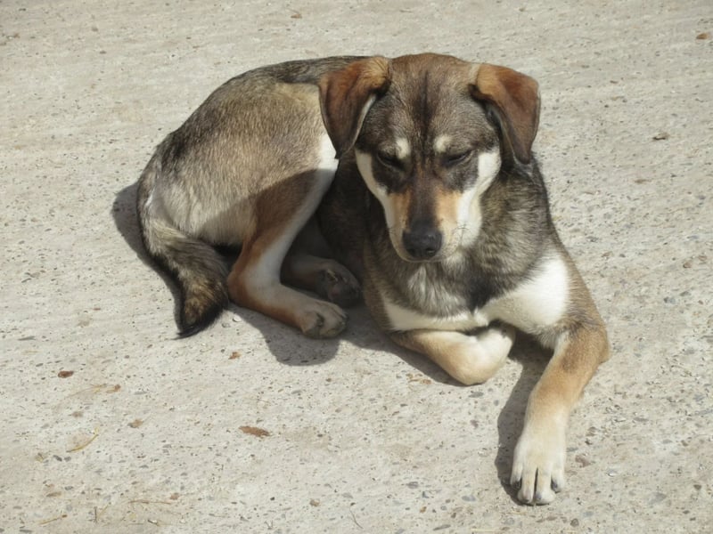 Cassie - leise, sanft und voller Hoffnung