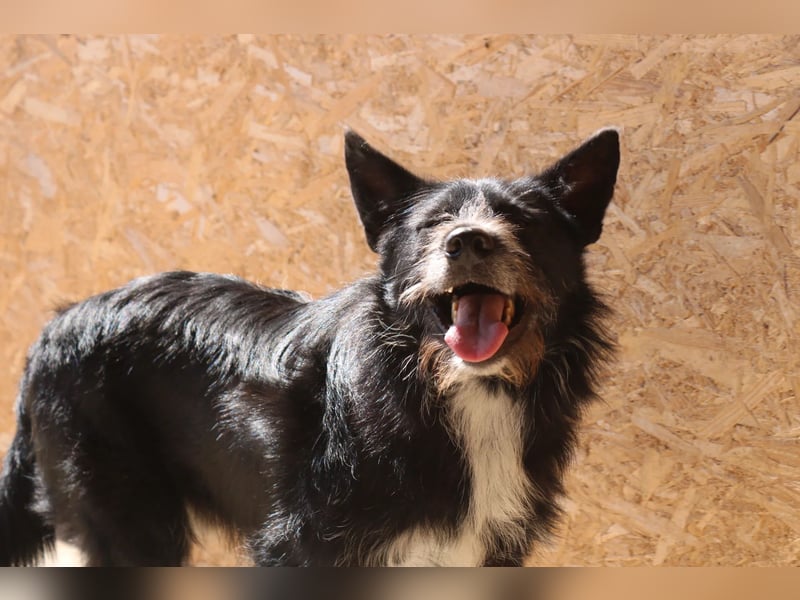 Zorro ist ein Kuschelbär
