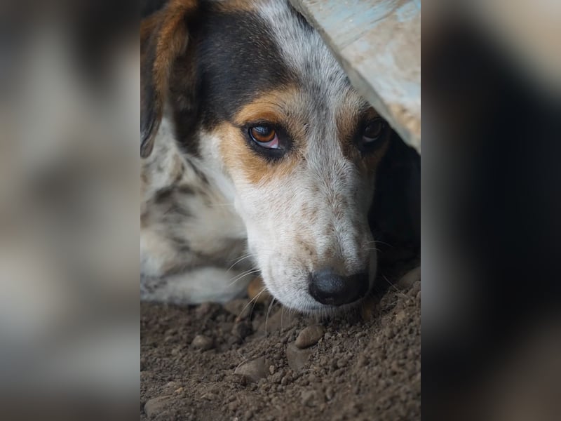 Bindi ist ein Angstnäschen