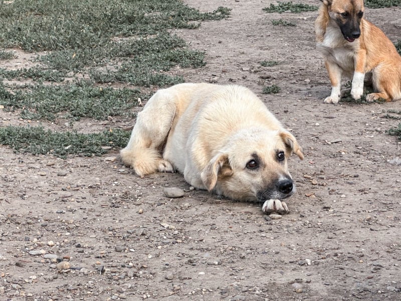 Marli mit den dunklen Knopfaugen