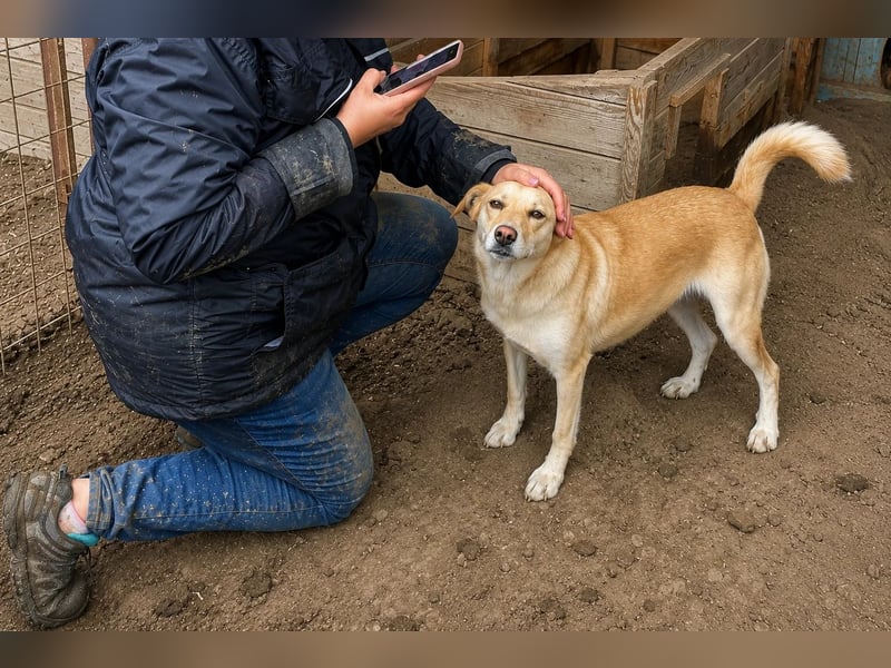Skyla ist eine Traumhündin