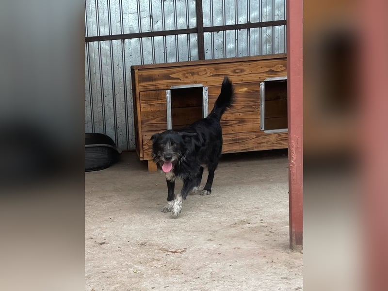 Zorro ist ein Kuschelbär