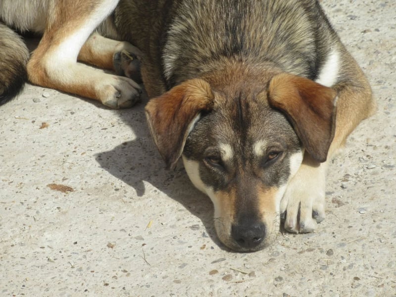 Cassie - leise, sanft und voller Hoffnung
