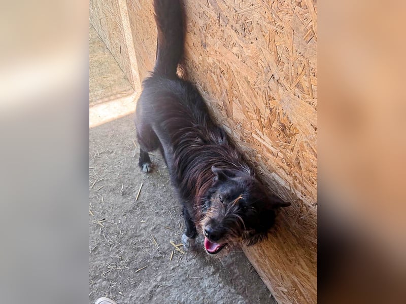 Zorro ist ein Kuschelbär