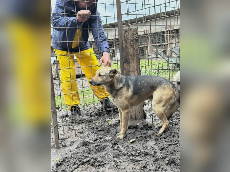 Buck - wartet schon viel zu lange