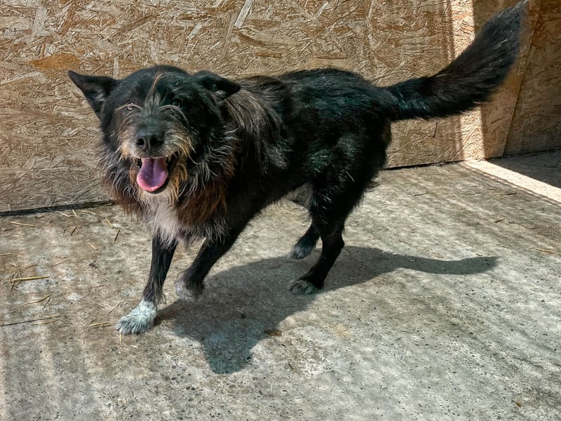 Zorro ist ein Kuschelbär