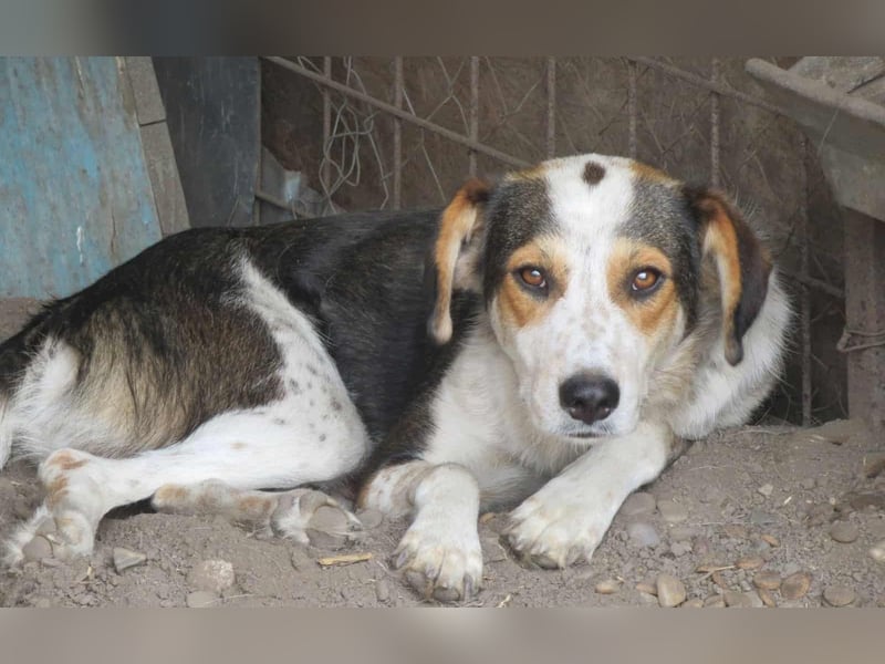 Bindi ist ein Angstnäschen