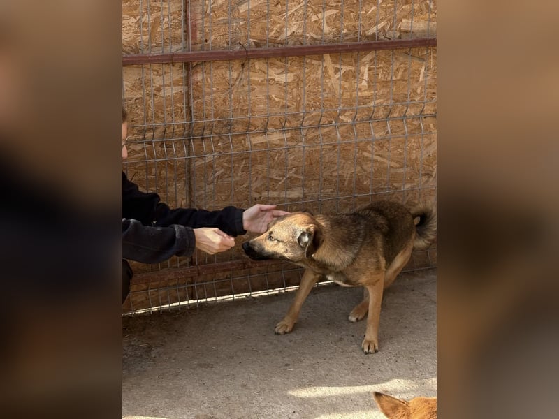 Hanna ist eine gelehrige Maus