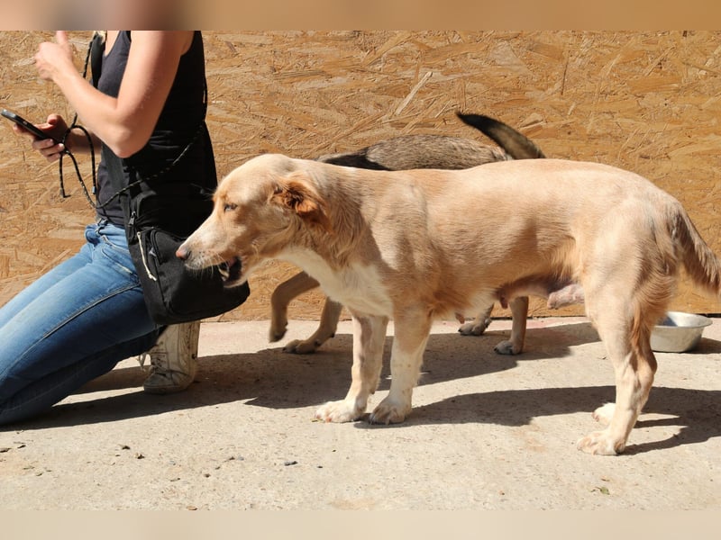 Ampi - ist ein Traum von Hund