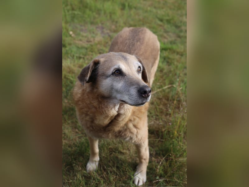 Dauerhafte Pflegestelle/Lebensplatz für Seniorin BUNI gesucht!