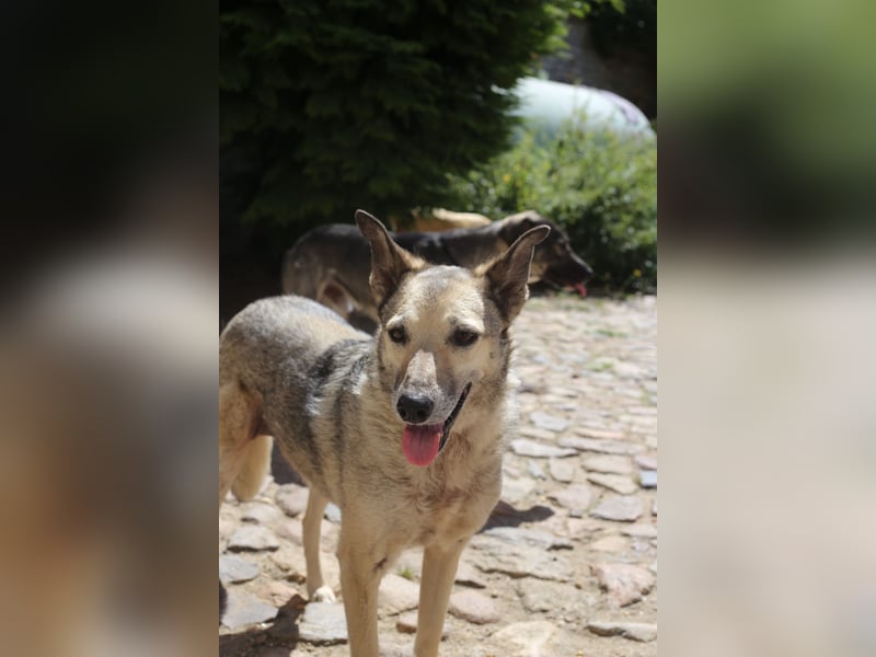 Dauerhafte Pflegestelle / Lebensplatz für Hündin LUCIA gesucht