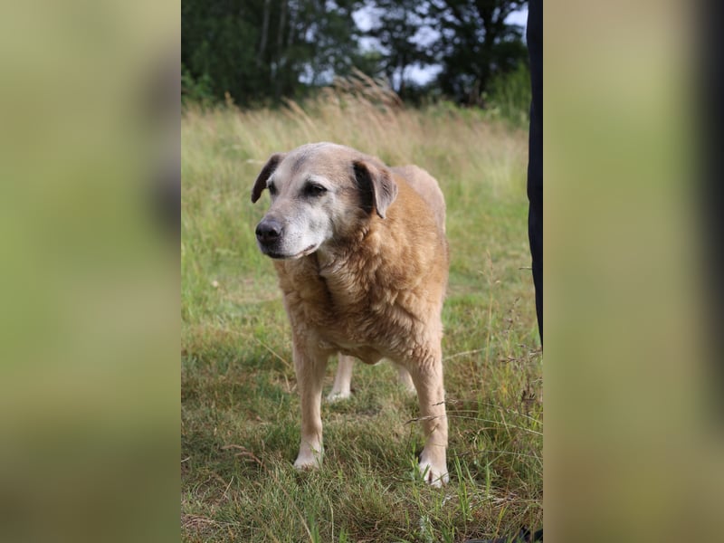 Dauerhafte Pflegestelle/Lebensplatz für Seniorin BUNI gesucht!