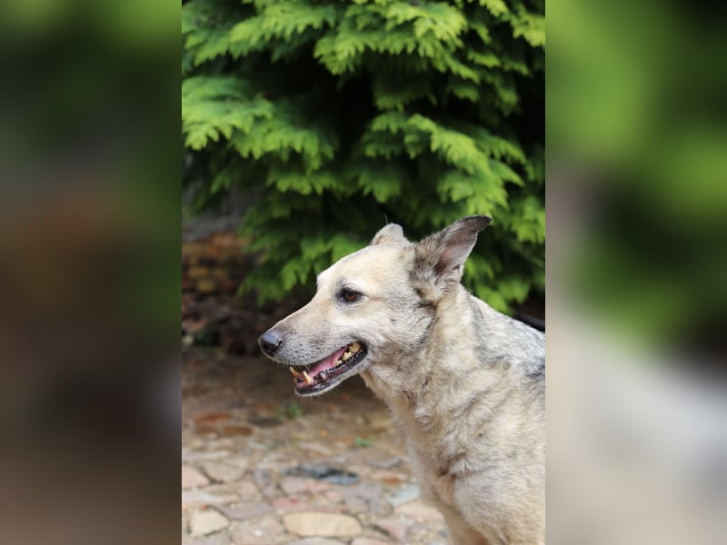 Dauerhafte Pflegestelle / Lebensplatz für Hündin LUCIA gesucht