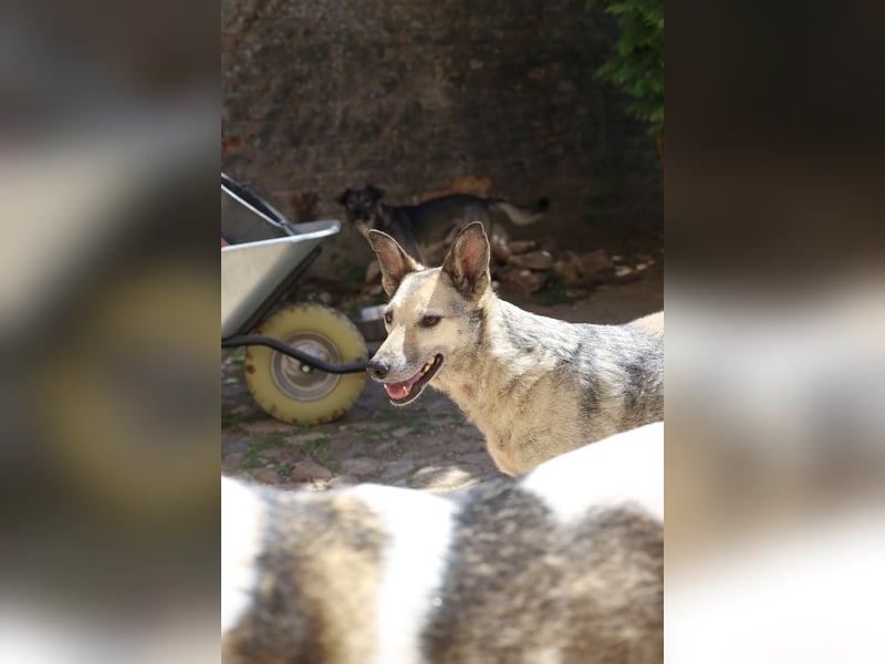 Dauerhafte Pflegestelle / Lebensplatz für Hündin LUCIA gesucht