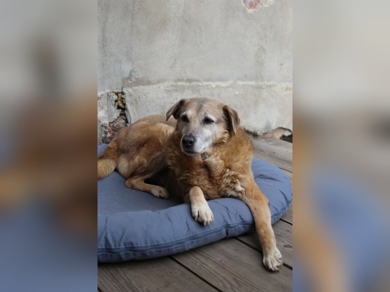 Dauerhafte Pflegestelle/Lebensplatz für Seniorin BUNI gesucht!