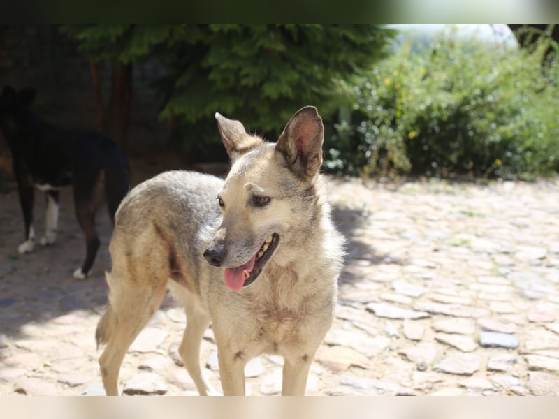 Dauerhafte Pflegestelle / Lebensplatz für Hündin LUCIA gesucht