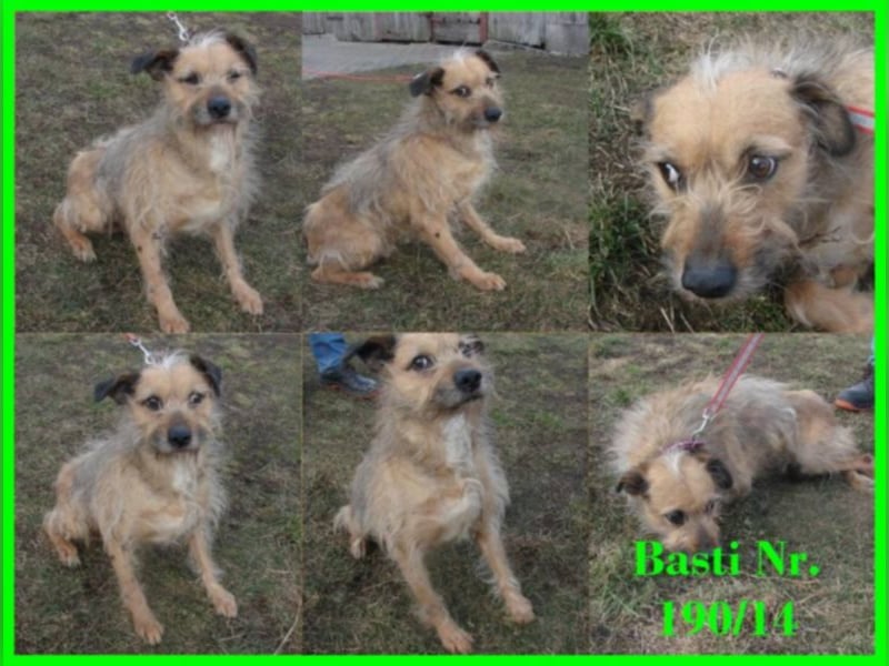 Der süße, struppige und kleine Basti Der süße, struppige und kleine Basti