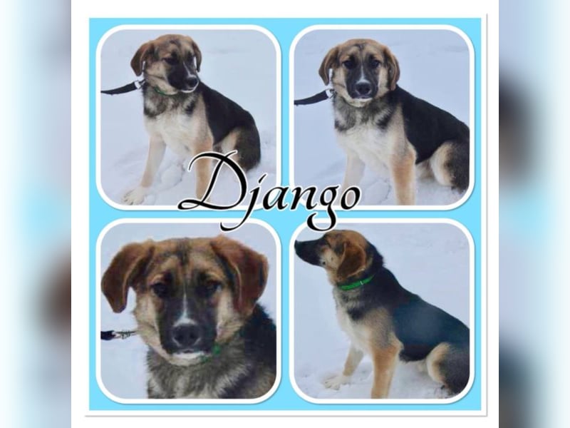 Django - neugierig, aufgeschlossen und freundlich