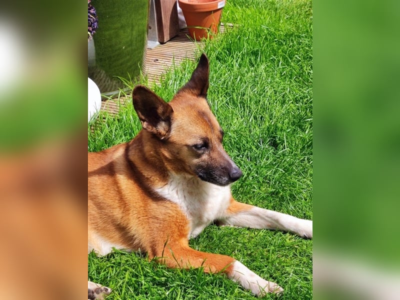 FEEBEE WARTET IN 15738 ZEUTHEN AUF IHRE NEUE FAMILIE