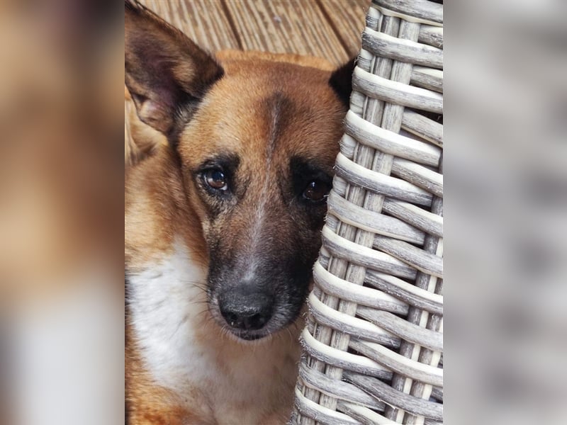 FEEBEE WARTET IN 15738 ZEUTHEN AUF IHRE NEUE FAMILIE