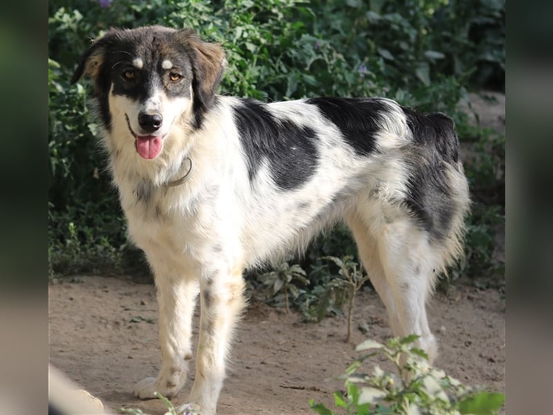 Valonca, geb. ca. 04/2022, lebt in GRIECHENLAND, im städt. Tierheim Serres