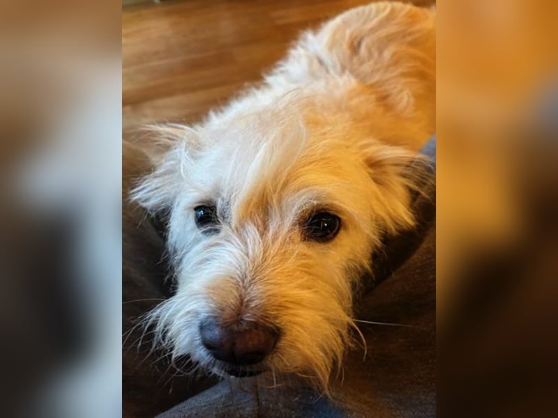 Heidi, ruhige Seele sucht ihr Zuhause / bereits in Deutschland