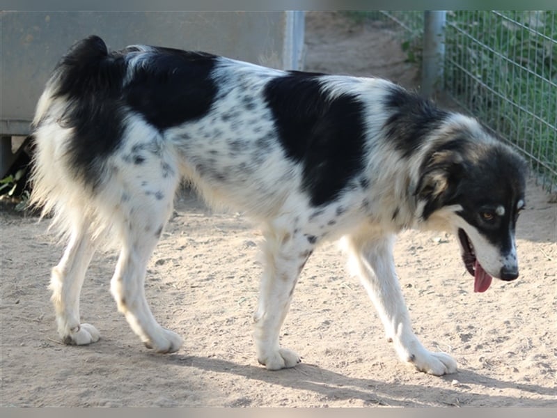 Valonca, geb. ca. 04/2022, lebt in GRIECHENLAND, im städt. Tierheim Serres