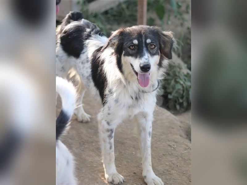 Valonca, geb. ca. 04/2022, lebt in GRIECHENLAND, im städt. Tierheim Serres