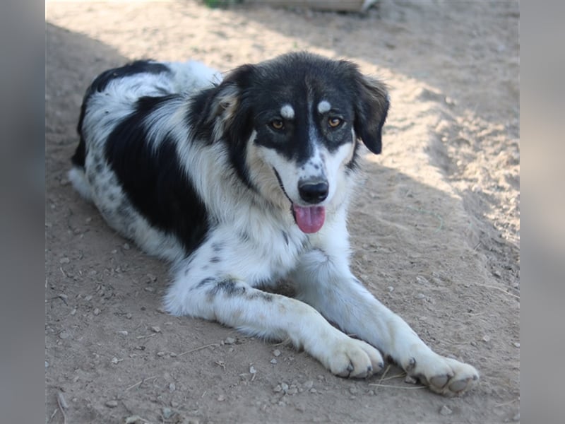 Valonca, geb. ca. 04/2022, lebt in GRIECHENLAND, im städt. Tierheim Serres