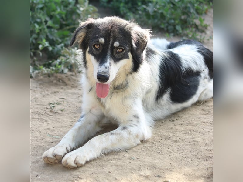 Valonca, geb. ca. 04/2022, lebt in GRIECHENLAND, im städt. Tierheim Serres