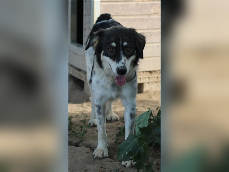 Valonca, geb. ca. 04/2022, lebt in GRIECHENLAND, im städt. Tierheim Serres