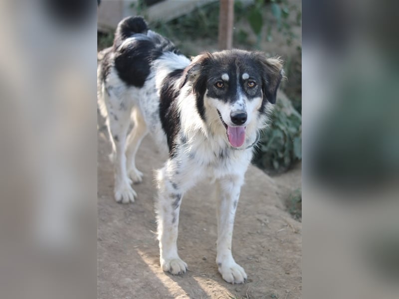 Valonca, geb. ca. 04/2022, lebt in GRIECHENLAND, im städt. Tierheim Serres