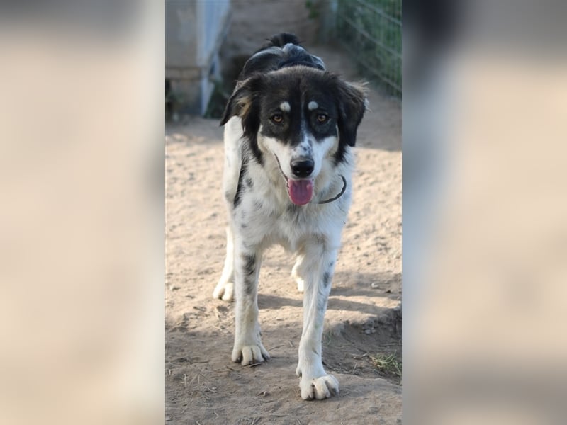 Valonca, geb. ca. 04/2022, lebt in GRIECHENLAND, im städt. Tierheim Serres