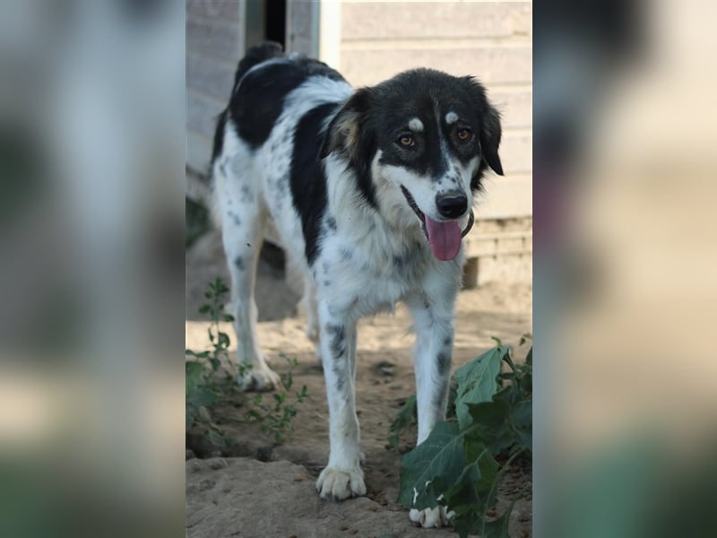 Valonca, geb. ca. 04/2022, lebt in GRIECHENLAND, im städt. Tierheim Serres