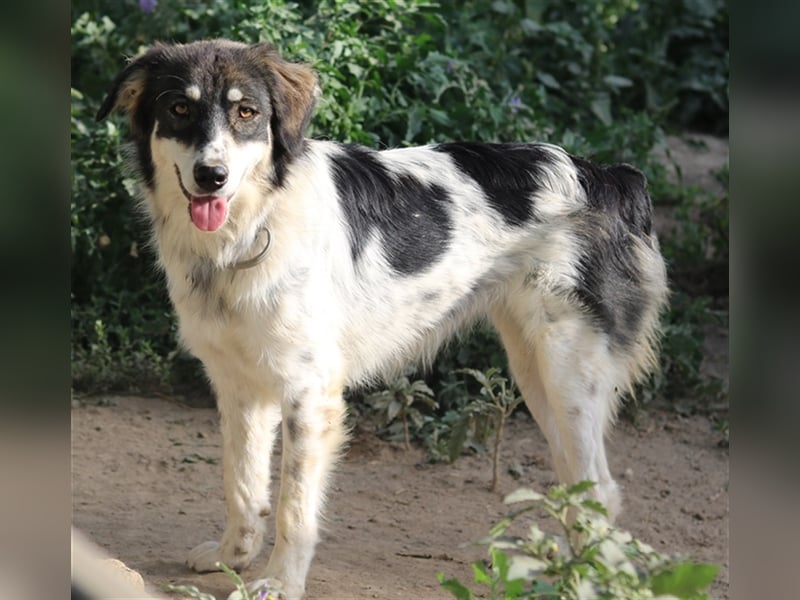 Valonca, geb. ca. 04/2022, lebt in GRIECHENLAND, im städt. Tierheim Serres