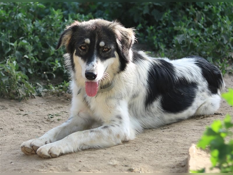 Valonca, geb. ca. 04/2022, lebt in GRIECHENLAND, im städt. Tierheim Serres