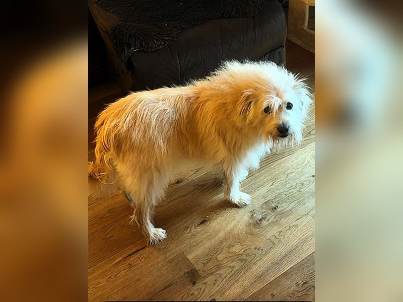 Heidi, ruhige Seele sucht ihr Zuhause / bereits in Deutschland