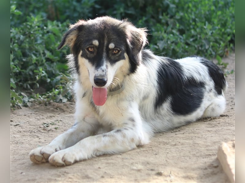 Valonca, geb. ca. 04/2022, lebt in GRIECHENLAND, im städt. Tierheim Serres