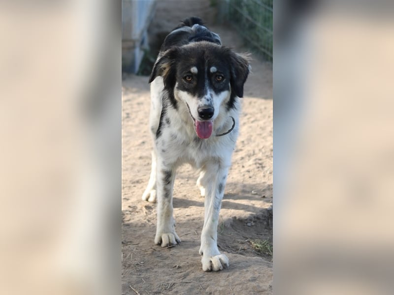 Valonca, geb. ca. 04/2022, lebt in GRIECHENLAND, im städt. Tierheim Serres