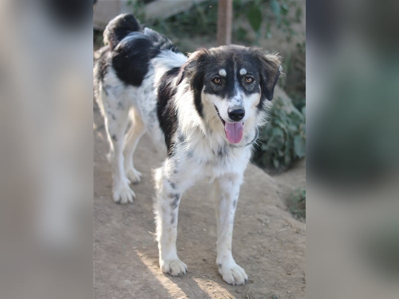 Valonca, geb. ca. 04/2022, lebt in GRIECHENLAND, im städt. Tierheim Serres