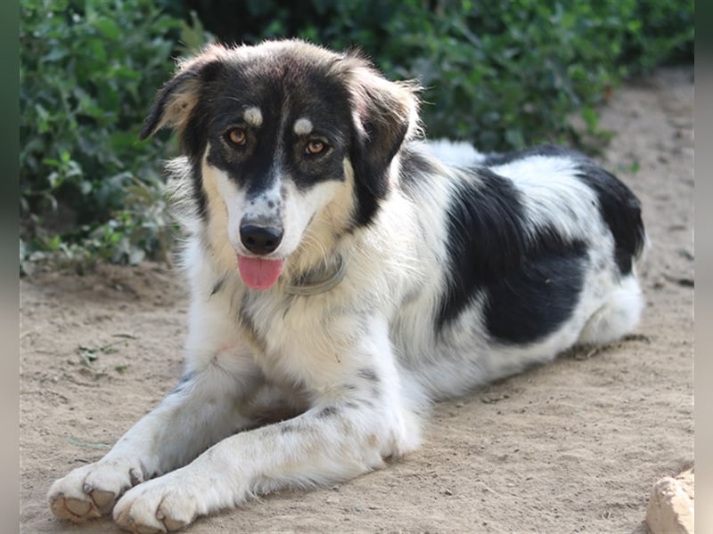 Valonca, geb. ca. 04/2022, lebt in GRIECHENLAND, im städt. Tierheim Serres