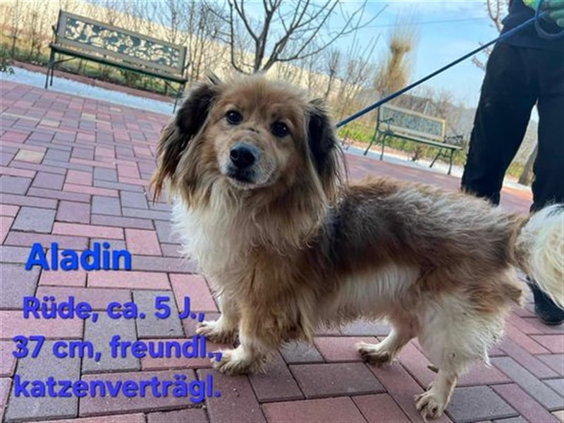 Aladin - ein kleiner süßer lieber Wuschel sucht sein Zuhause