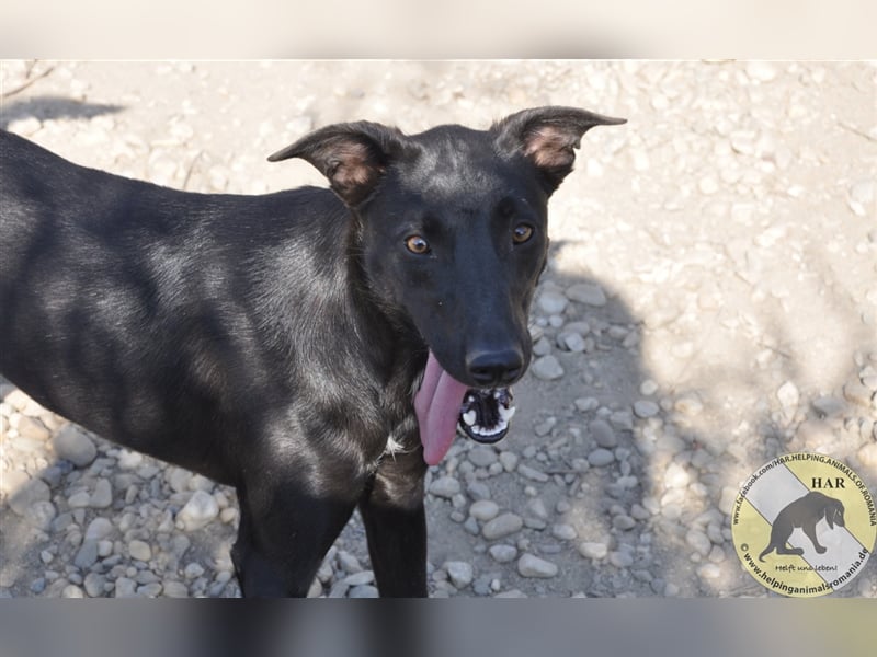 Noche, Mischlingsrüde 