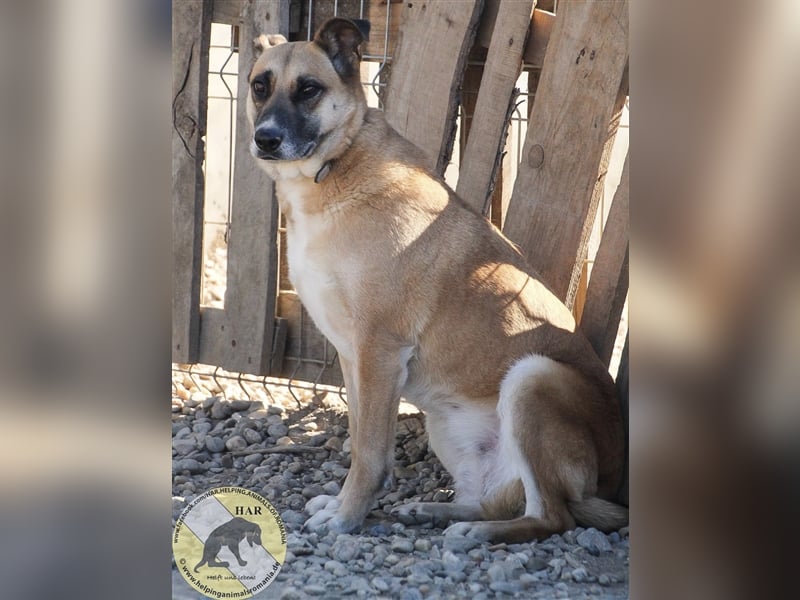 Sema, Mischlingshündin 