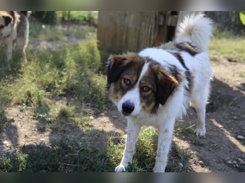 Vauxall, Mischlingshündin 