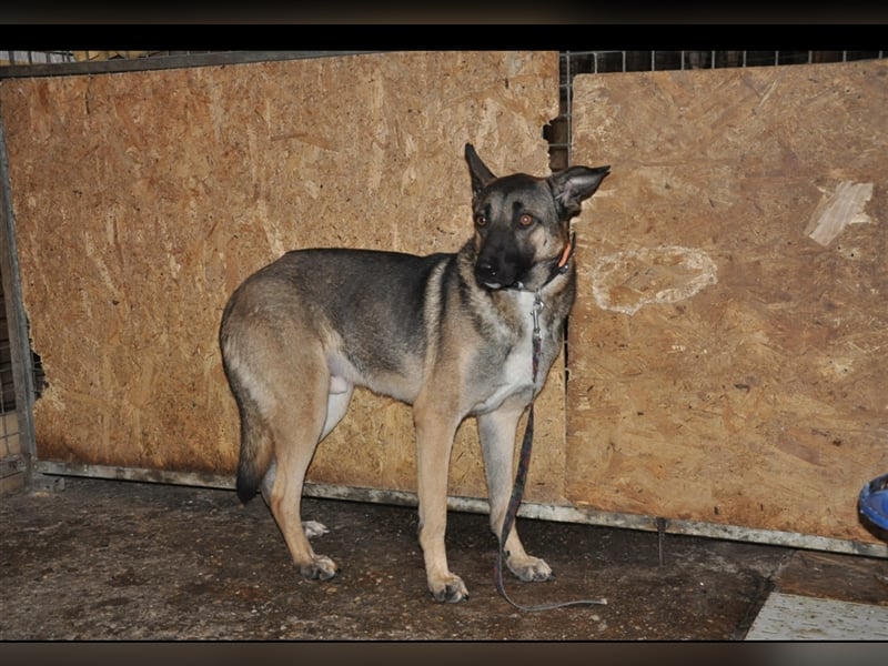 Luke, Mischlingsrüde 